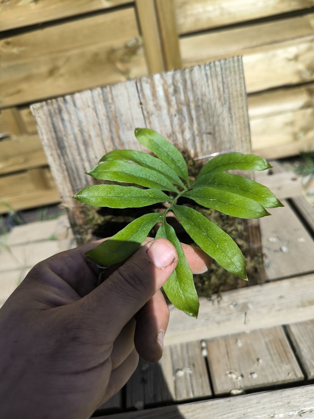 Drynaria deuansavanhii sur plaque – Image 7