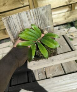 Alternative view of Drynaria deuansavanhii sur plaque