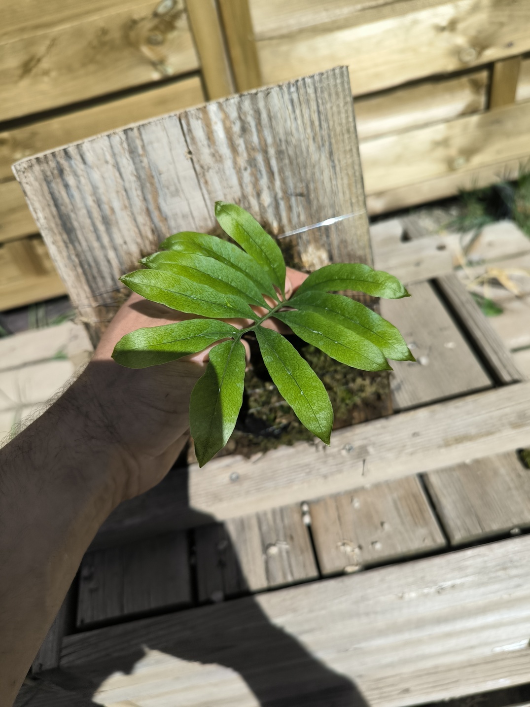 Drynaria deuansavanhii sur plaque – Image 2