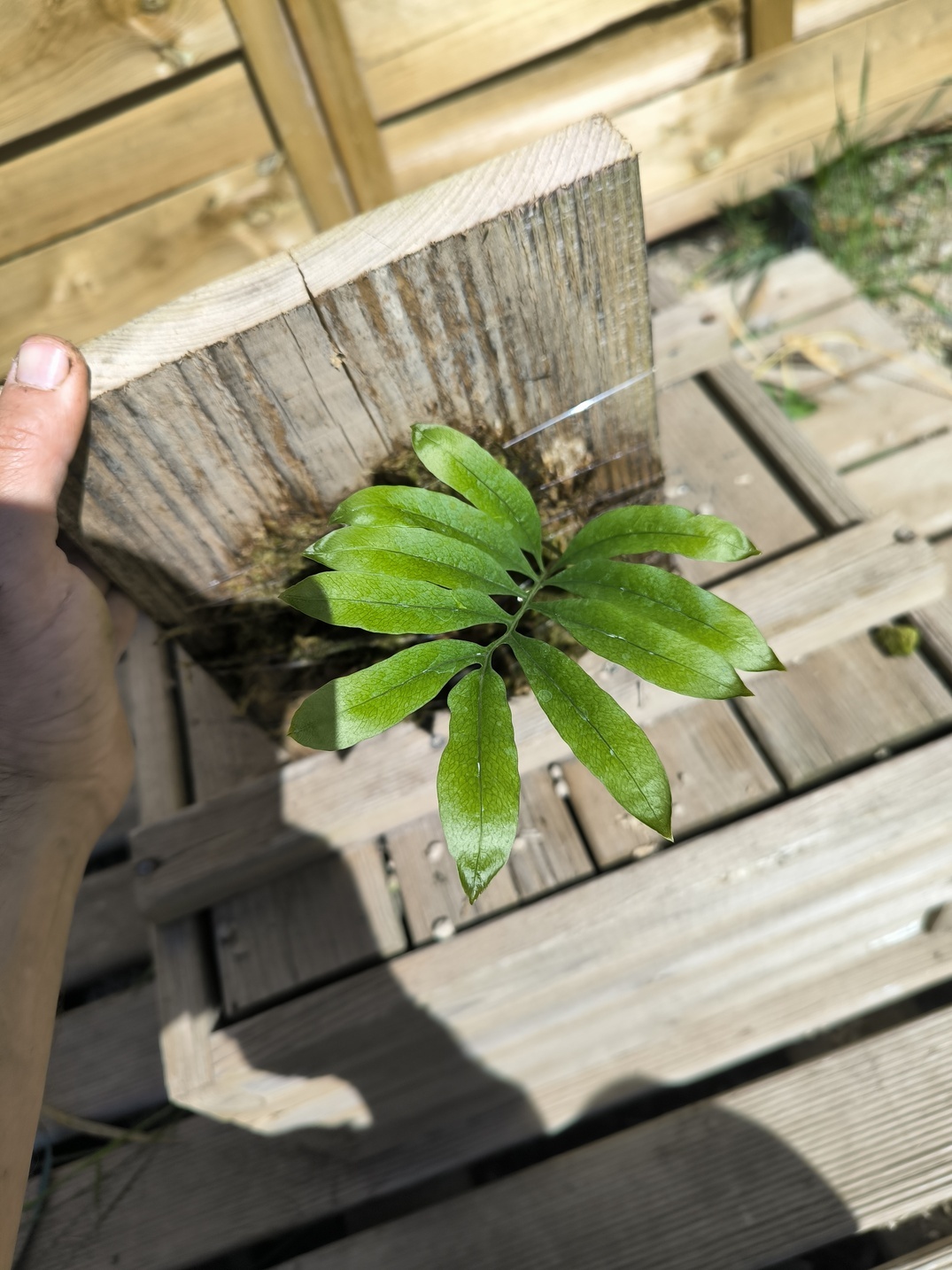 Drynaria deuansavanhii sur plaque – Image 3