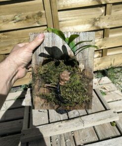 Drynaria deuansavanhii sur plaque