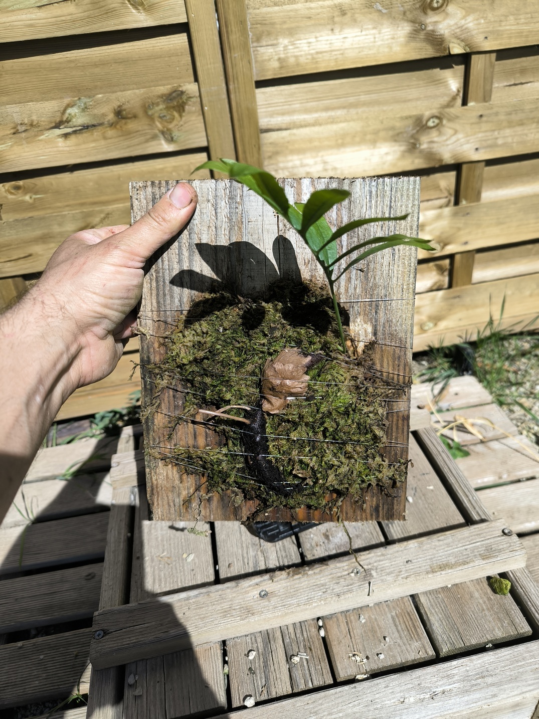 Drynaria deuansavanhii sur plaque