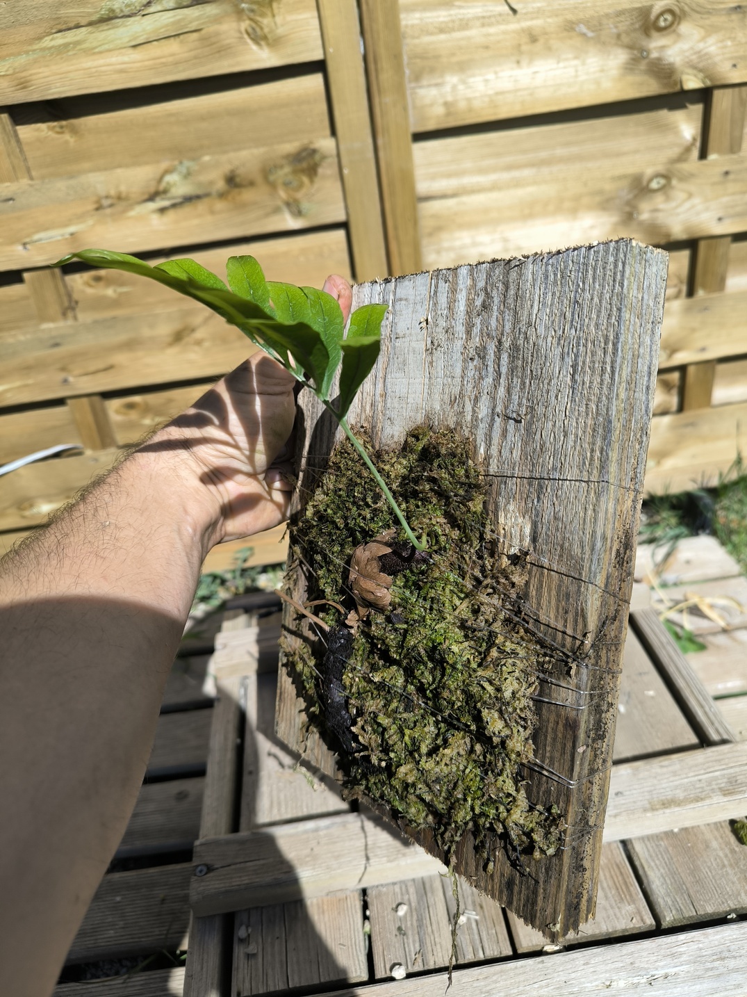 Drynaria deuansavanhii sur plaque – Image 4