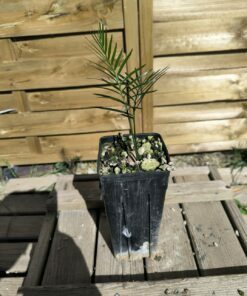 Alternative view of Macrozamia reducta