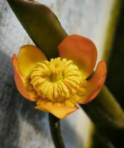 Nuphar japonica var. rubra