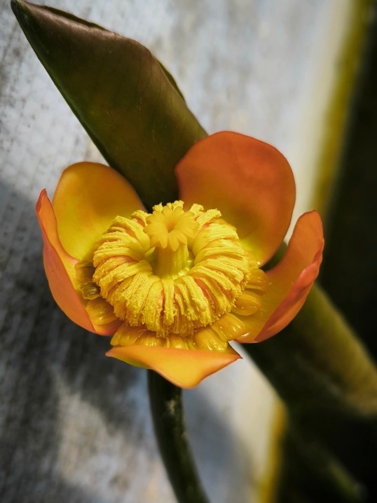 Nuphar japonica var. rubra