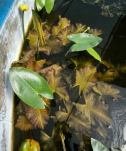 Alternative view of Nuphar japonica var. rubra