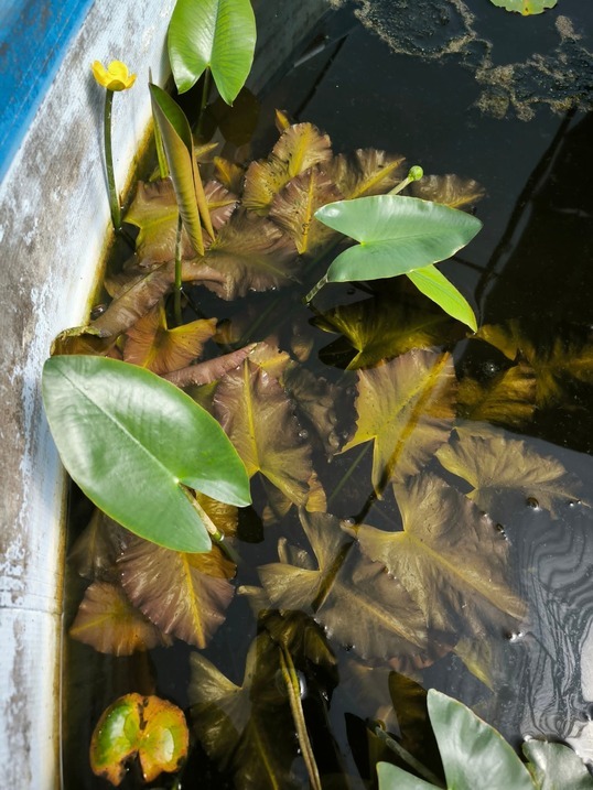 Nuphar japonica var. rubra – Image 2