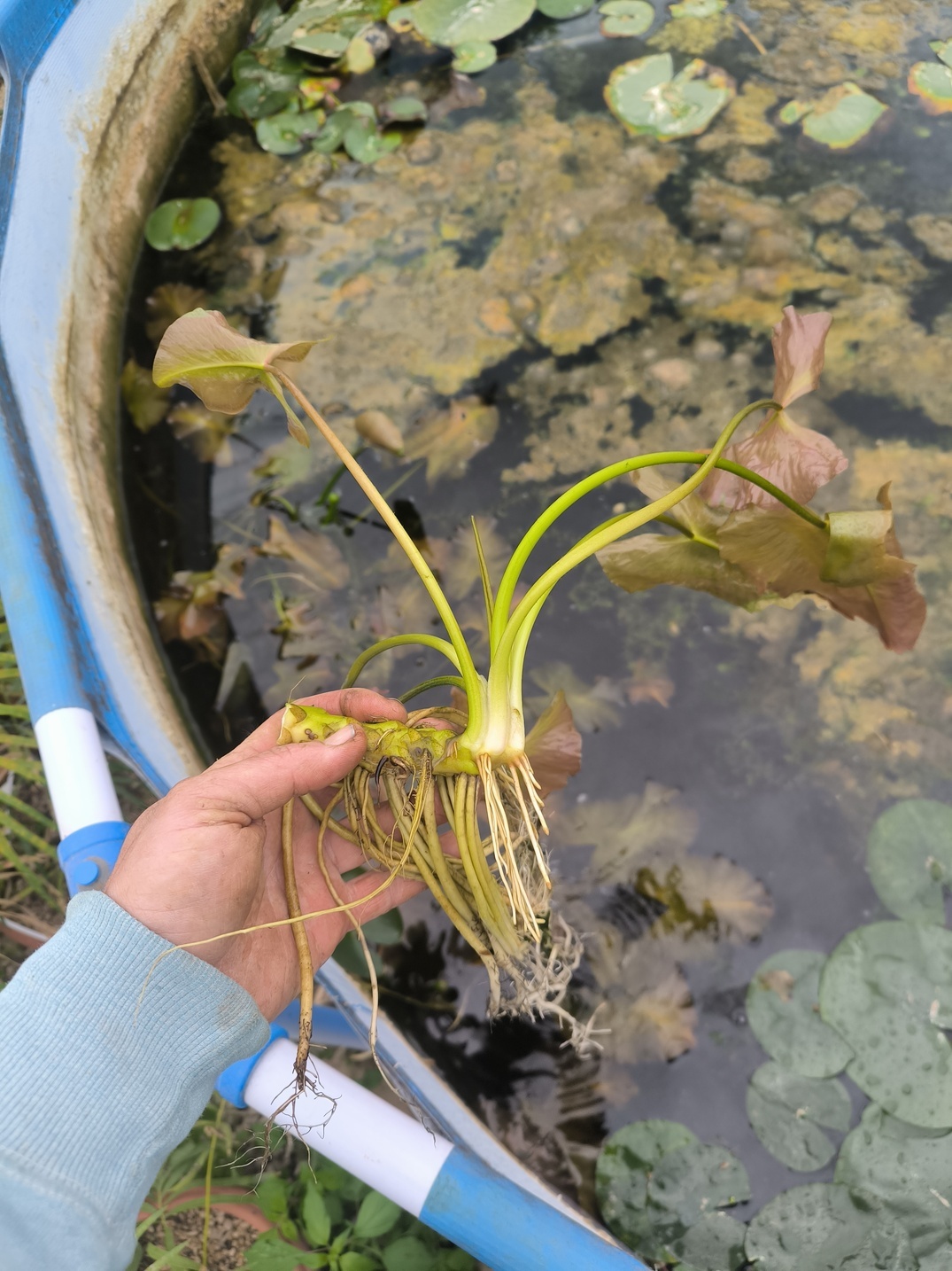 Nuphar japonica var. rubra – Image 5