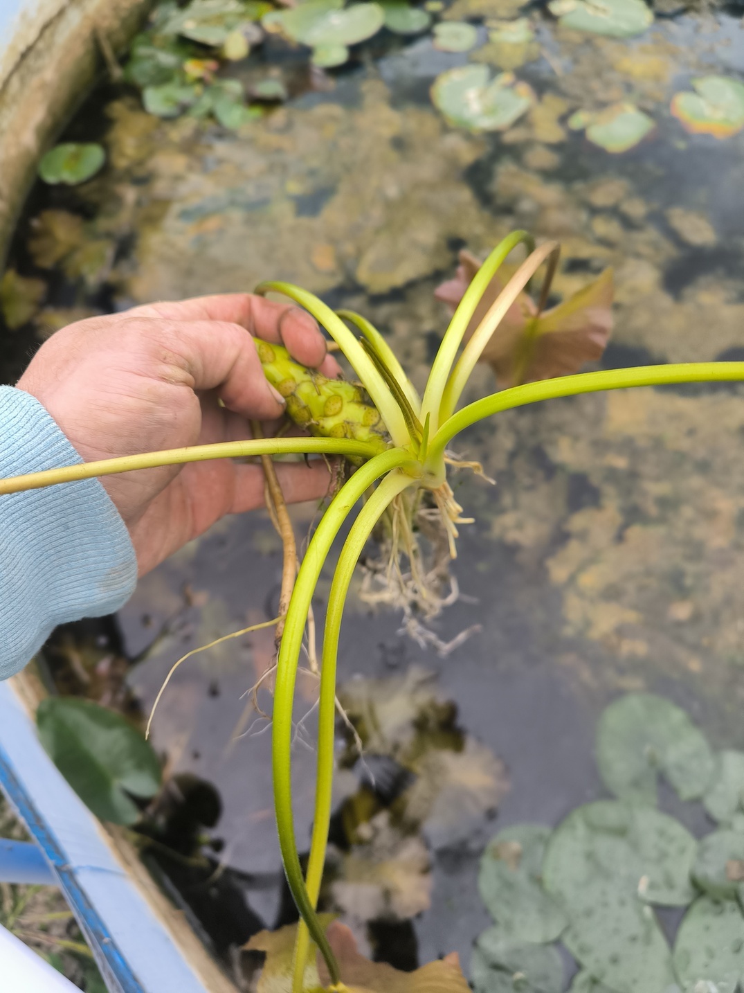 Nuphar japonica var. rubra – Image 4