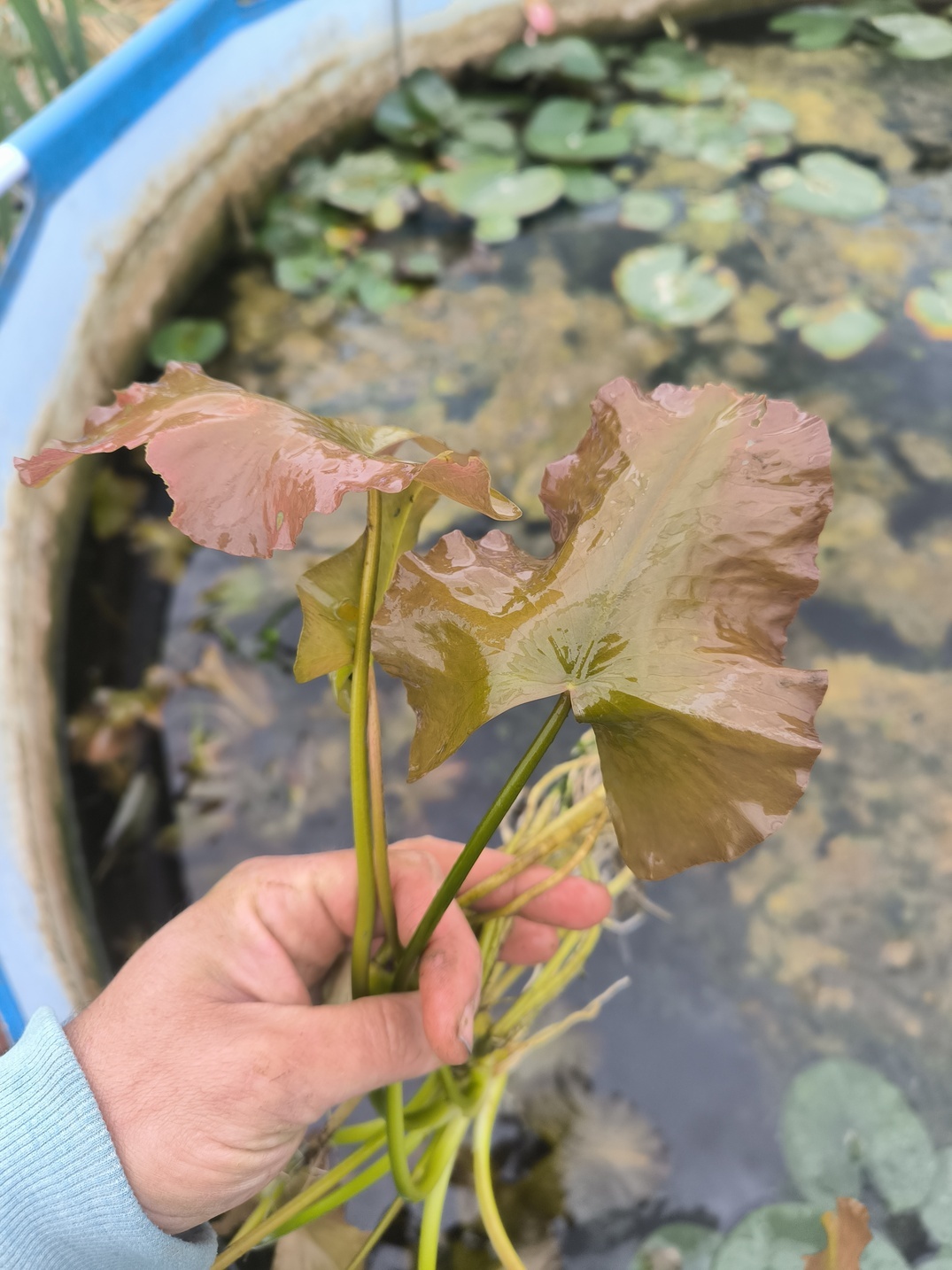 Nuphar japonica var. rubra – Image 3
