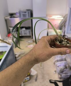 Alternative view of Pamianthe peruviana