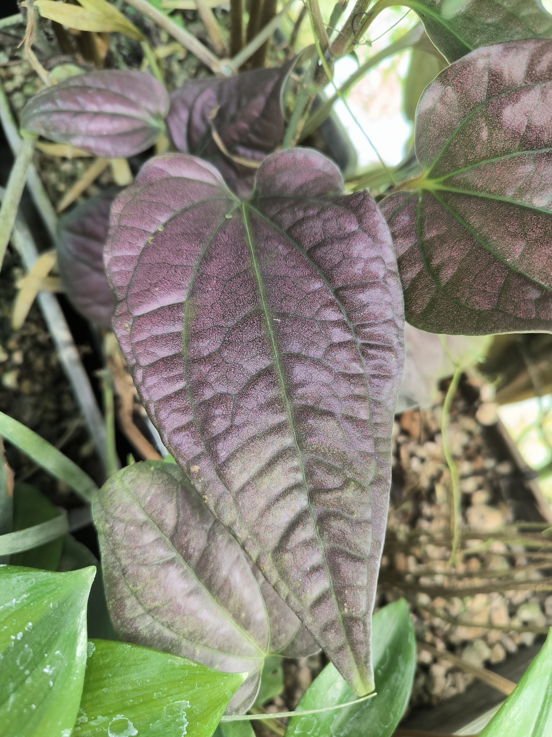 Piper sp. "Laos Pink Metal" – Image 5