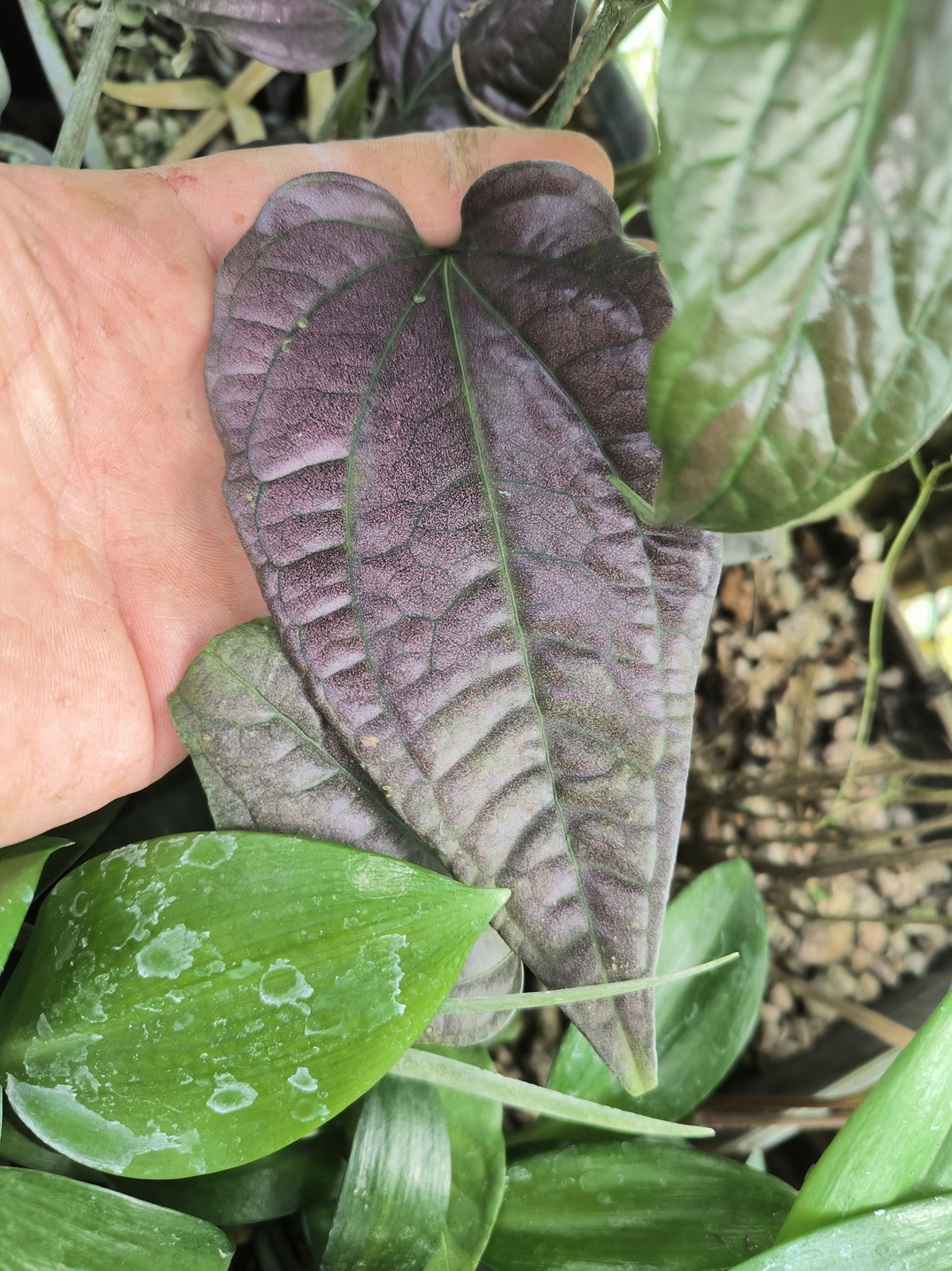 Piper sp. "Laos Pink Metal" – Image 4