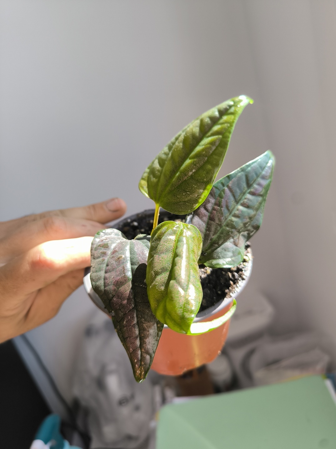 Piper sp. "Laos Pink Metal" – Image 3