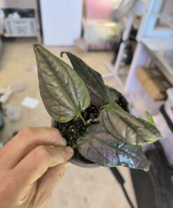 Alternative view of Piper sp. "Laos Pink Metal"