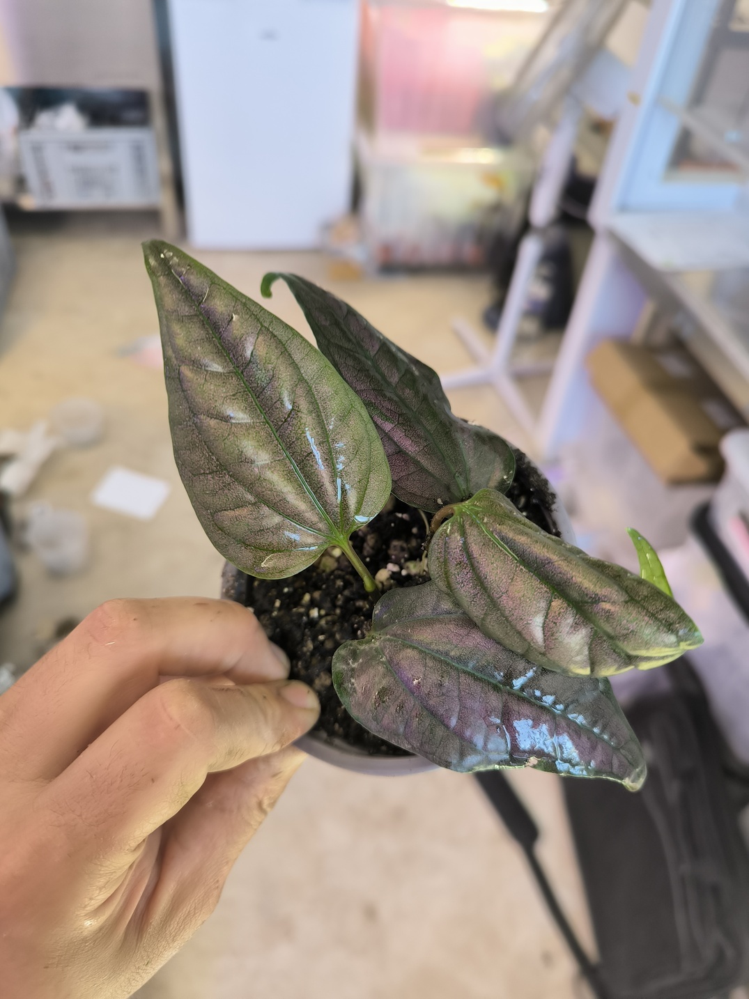 Piper sp. "Laos Pink Metal" – Image 2