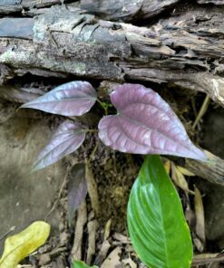 Piper sp. "Laos Pink Metal"