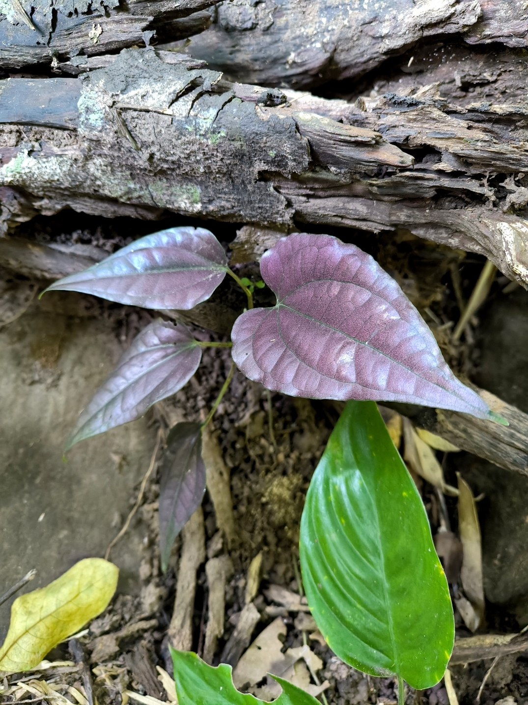 Piper sp. "Laos Pink Metal"