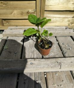 Alternative view of Sinningia bullata