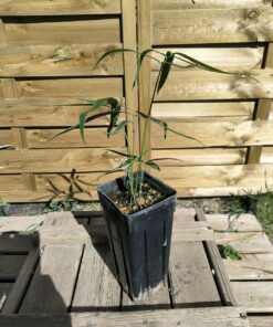 Alternative view of Zamia inermis 3cm caudex