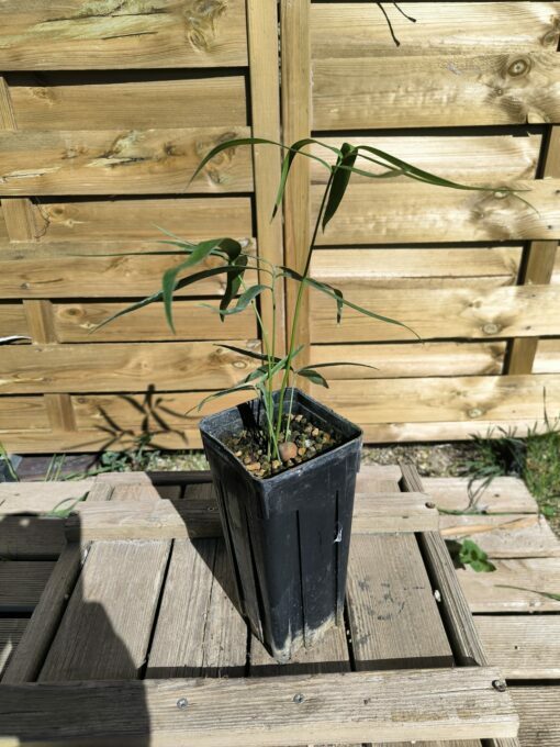 zierpaprika zimmerpflanze Zierpaprika 'Cupala' kaufen  Mein schner Garten Shop