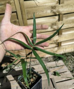 Zamia inermis 3cm caudex