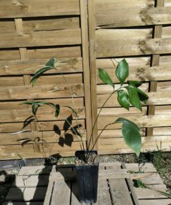 Alternative view of Zamia neurophyllidia 3cm Costa Rica