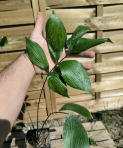 Zamia neurophyllidia 3cm Costa Rica