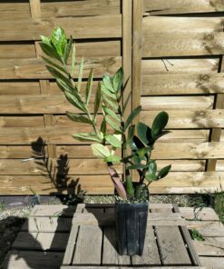 Zamioculcas zamiifolia "Akebono" variegata Large