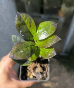 Zamioculcas zamiifolia "Raven Akebono"