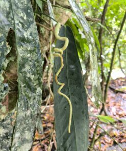 Alternative view of Anthurium wendlingeri