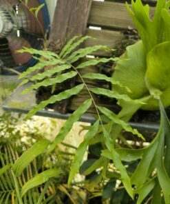 Alternative view of Drynaria rigidula