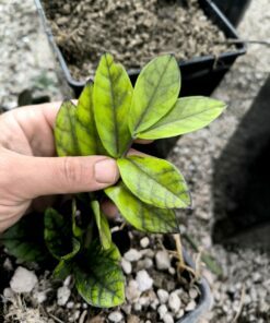 Alternative view of Zamioculcas zamiifolia "Raven Akebono"