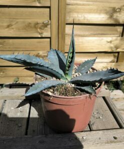 Alternative view of Agave sp."Azul Monterrey"