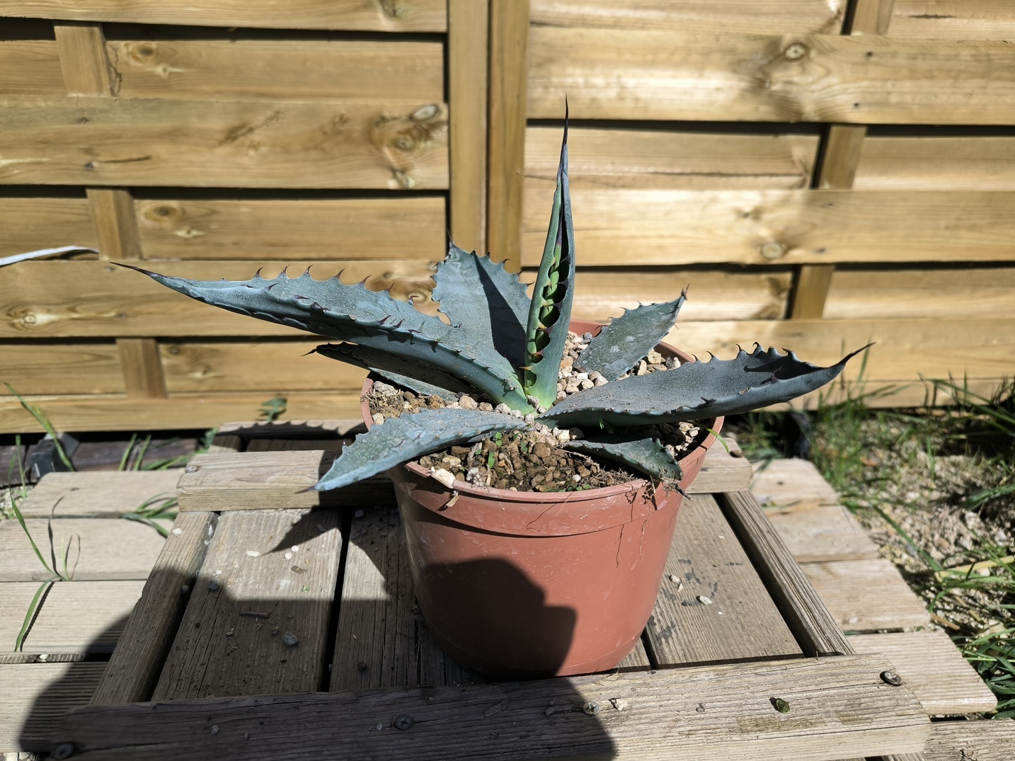 Agave sp."Azul Monterrey" - Image 2