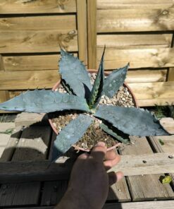 Agave sp."Azul Monterrey"