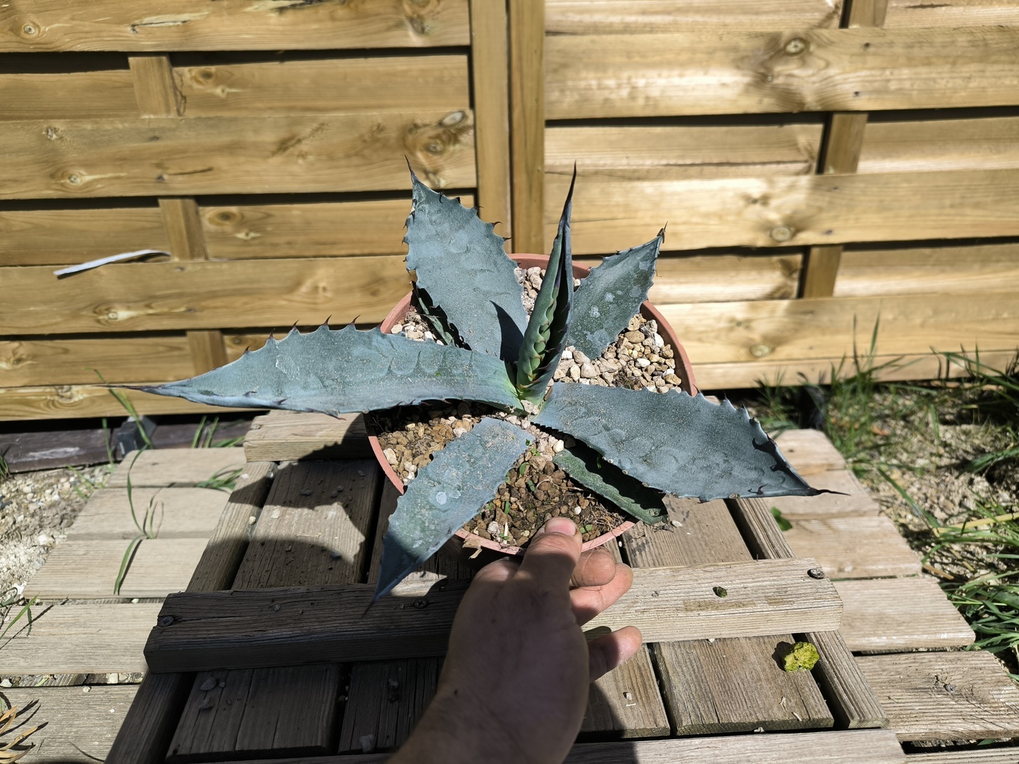 Agave sp."Azul Monterrey"