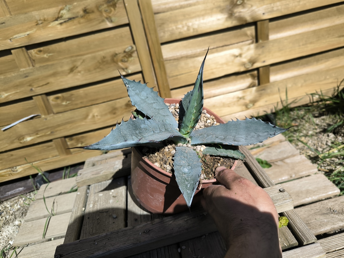 Agave sp."Azul Monterrey" - Image 3