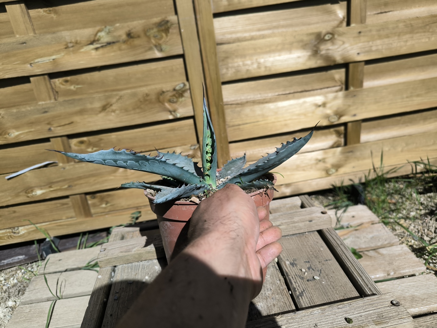 Agave sp."Azul Monterrey" - Image 4