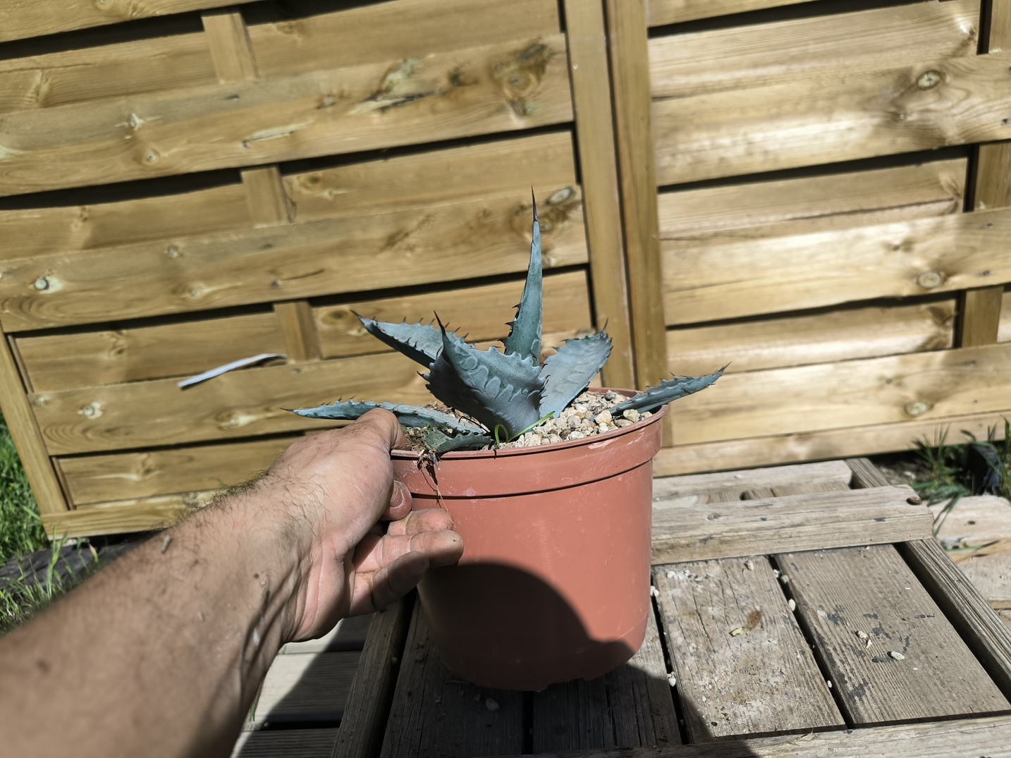 Agave sp."Azul Monterrey" - Image 5