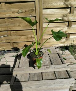 Alternative view of Thaumatophyllum (Philodendron) saxicola