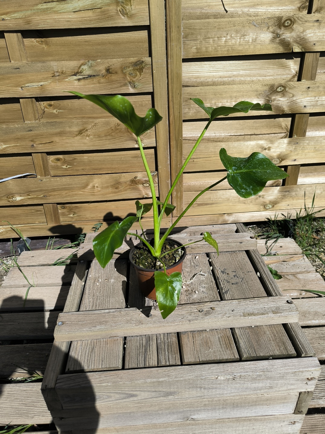 Thaumatophyllum (Philodendron) saxicola – Image 2