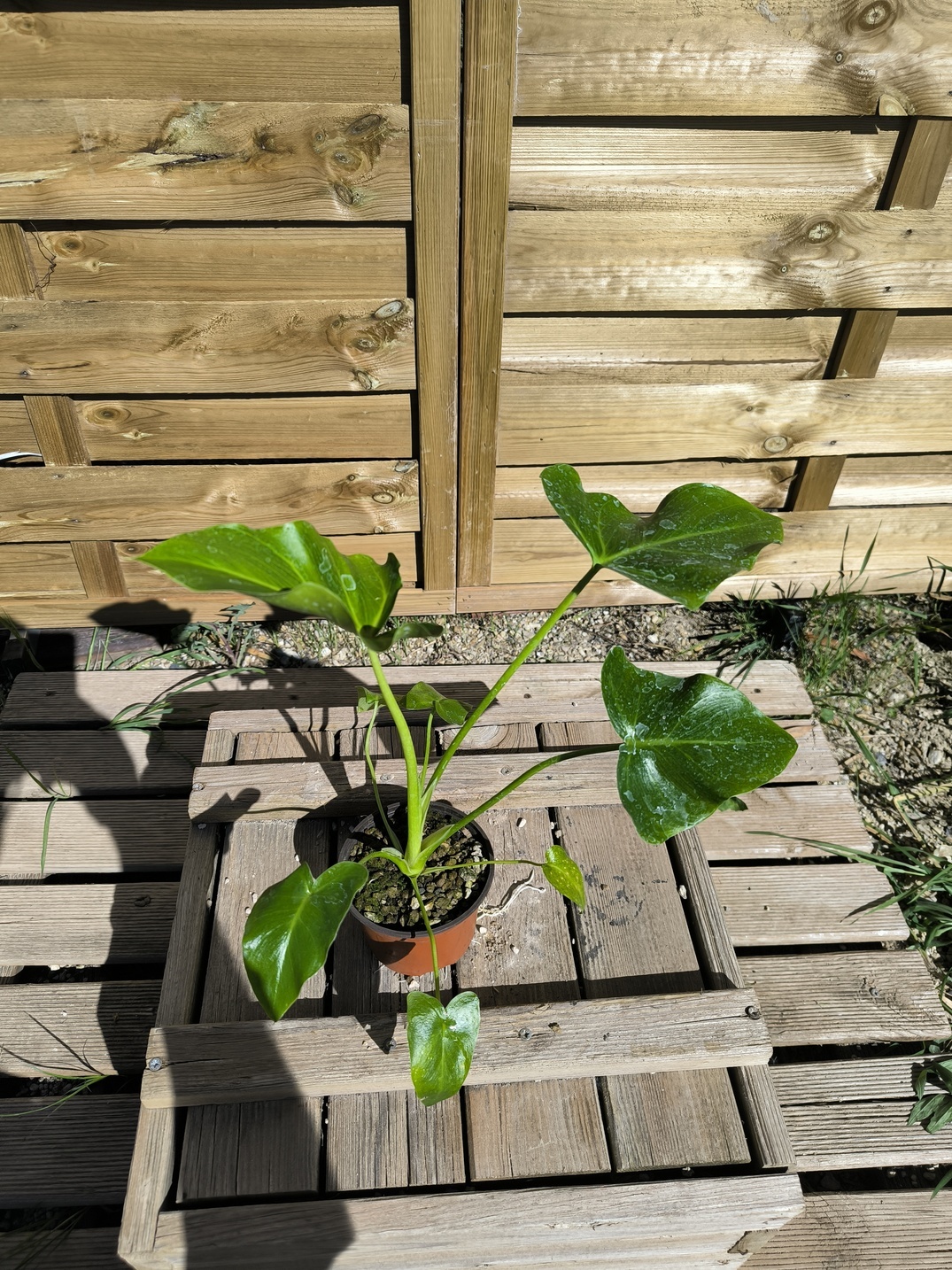 Thaumatophyllum (Philodendron) saxicola – Image 3