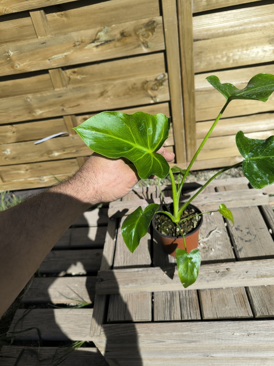 Thaumatophyllum (Philodendron) saxicola – Image 4