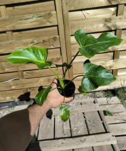 Thaumatophyllum (Philodendron) saxicola