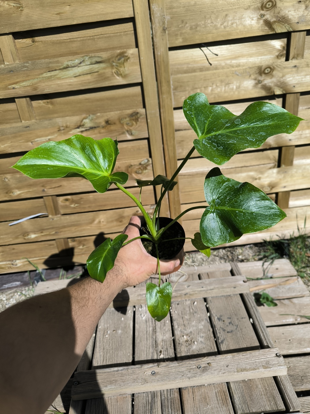 Thaumatophyllum (Philodendron) saxicola