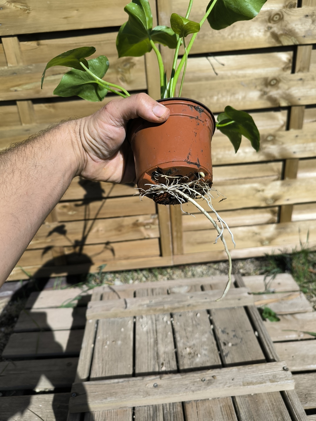 Thaumatophyllum (Philodendron) saxicola – Image 5