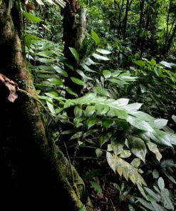 Alternative view of Zamia neurophyllidia Costa Rica