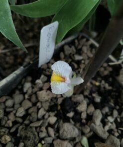 Alternative view of Amomum sp. Malaisie